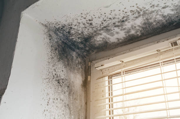 Trusted Attic Mold Removal service in Marion, TX - Cheap Mold Removal
